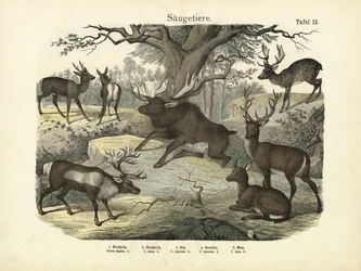 Mamíferos, c.1860